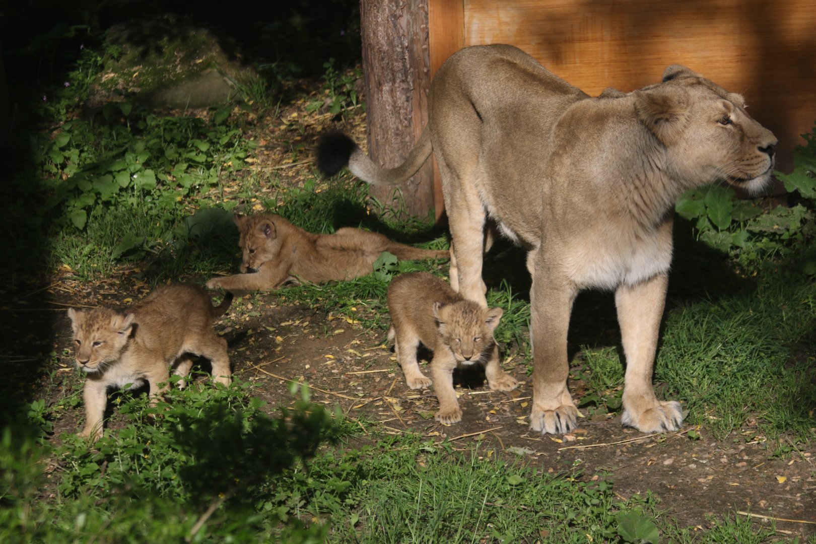 Lioness (Arya) with her three cubs