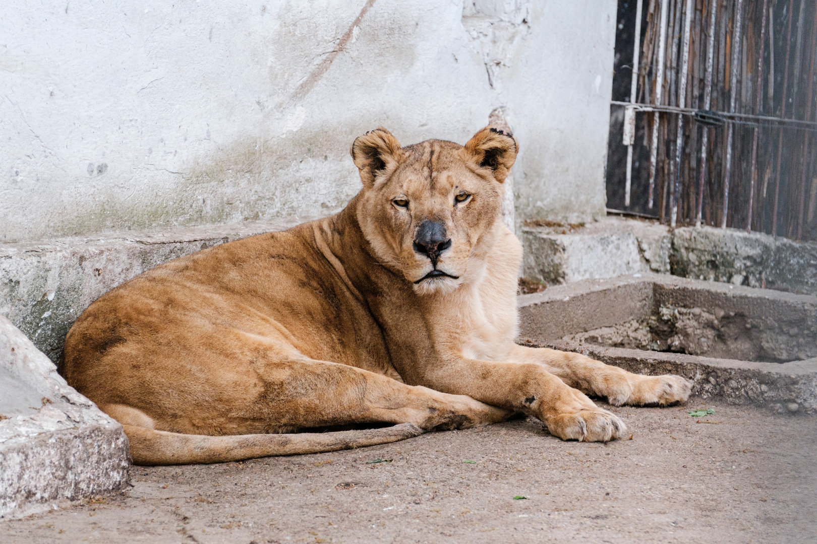 Lioness at Braila Zoo