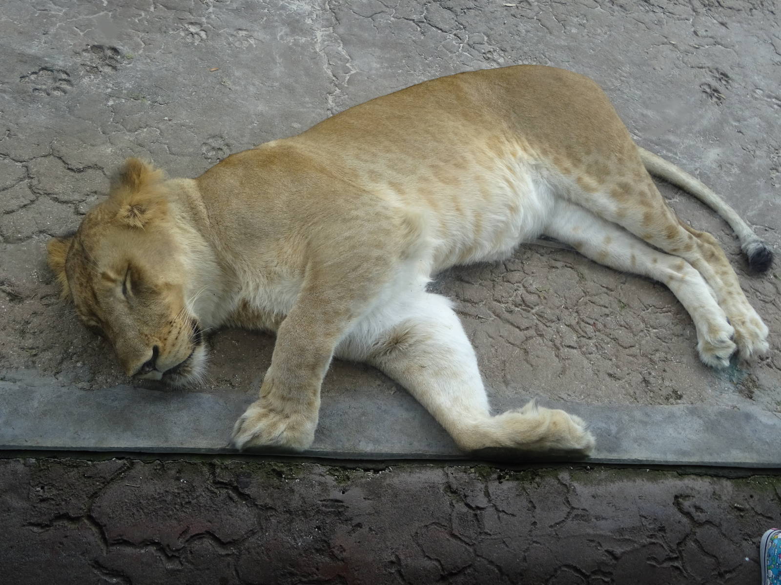 Lioness at Busch Gardens Tampa