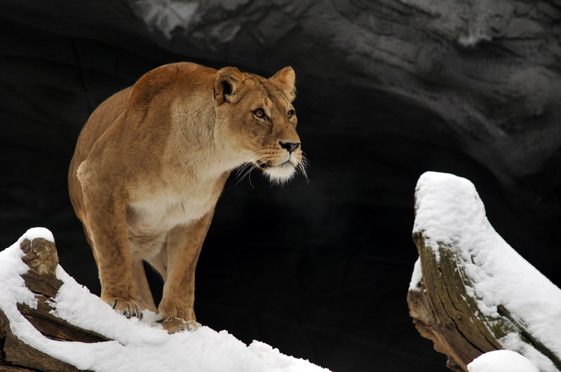 Lioness at Hagenbeck