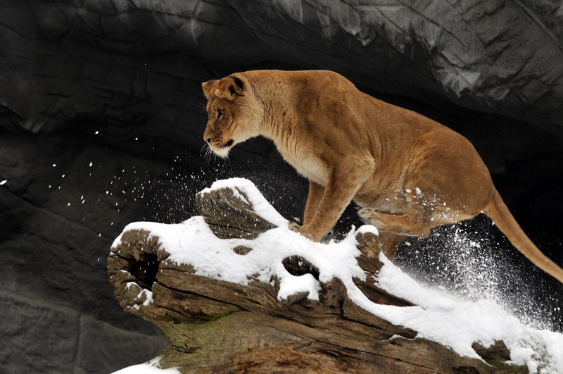 Lioness at Hagenbeck