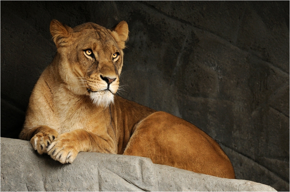 Lioness at Hamburg