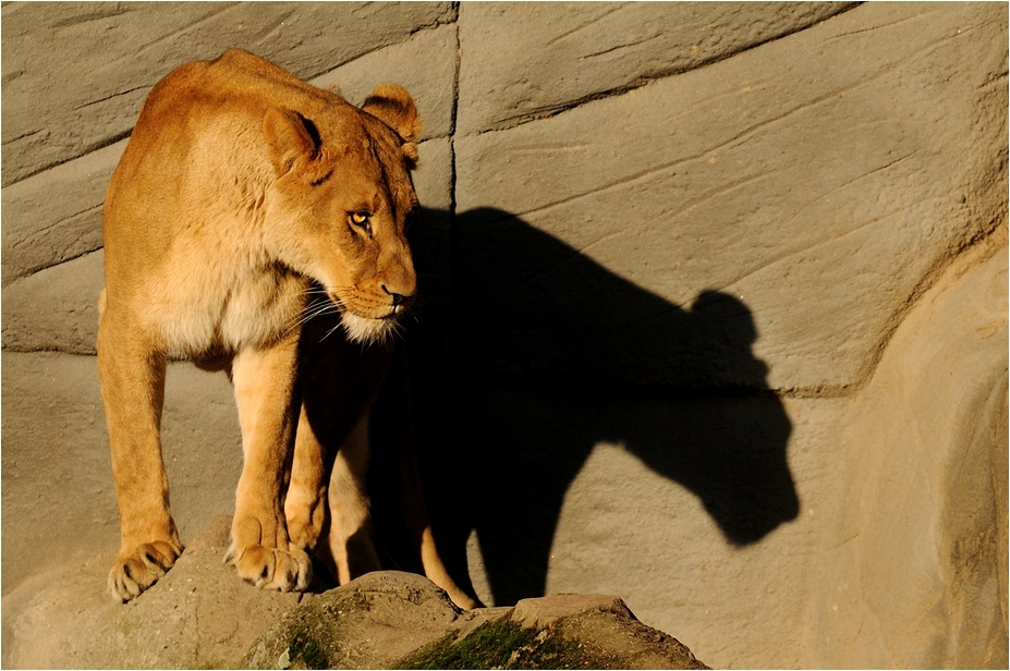 Lioness at Hamburg