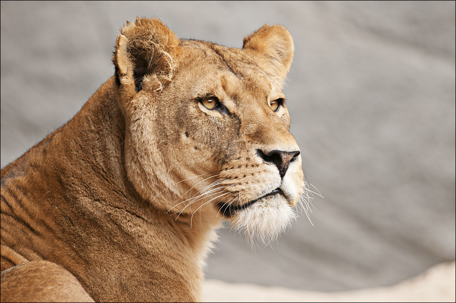 Lioness at Hamburg