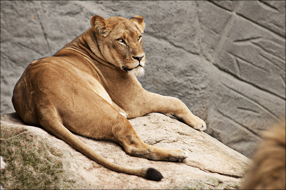 Lioness at Hamburg