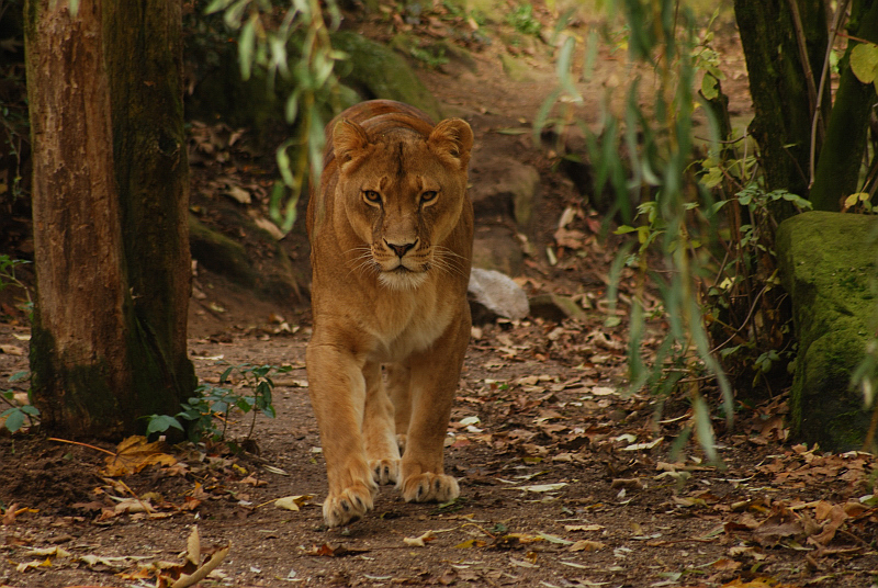 Lioness at muenster