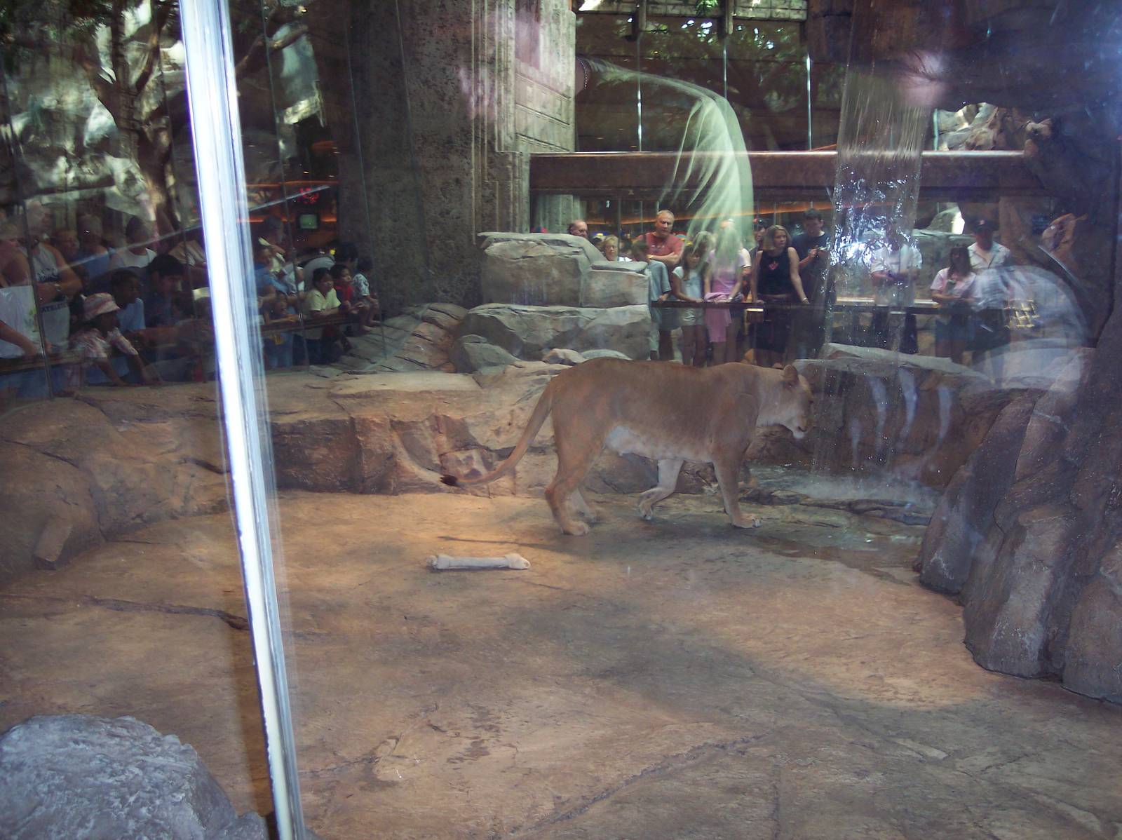 Lioness at the MGM Grand