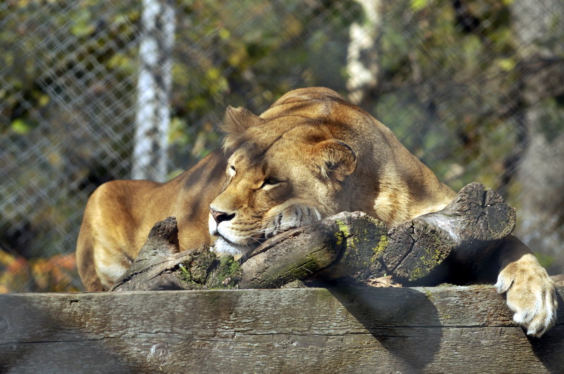 Lioness at Twin Vally Zoo