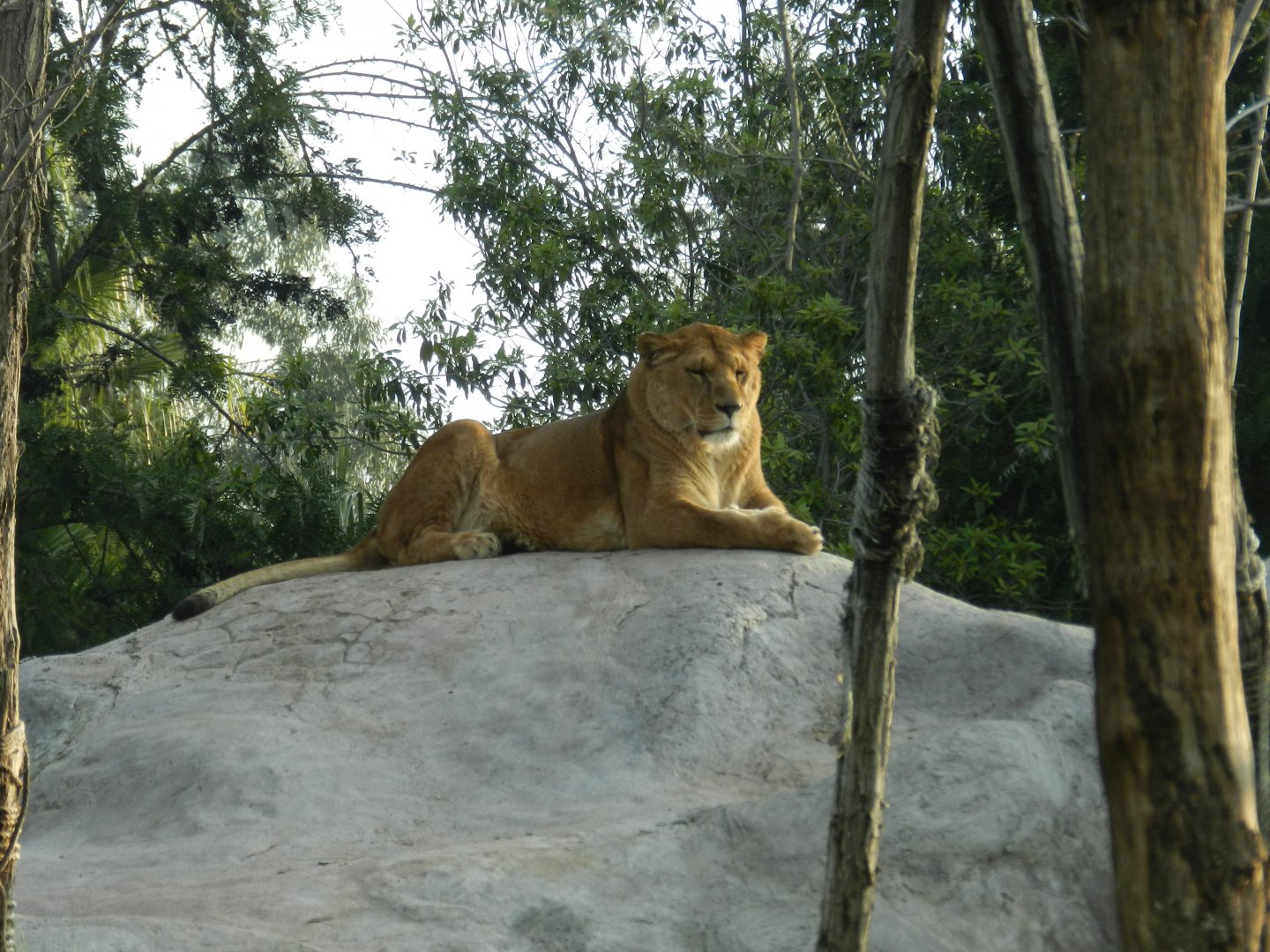 Lioness - Buin zoo