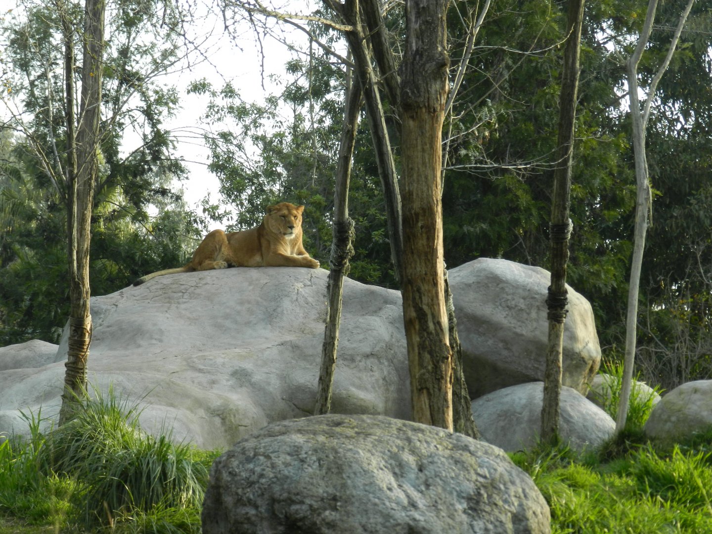 Lioness - Buin zoo