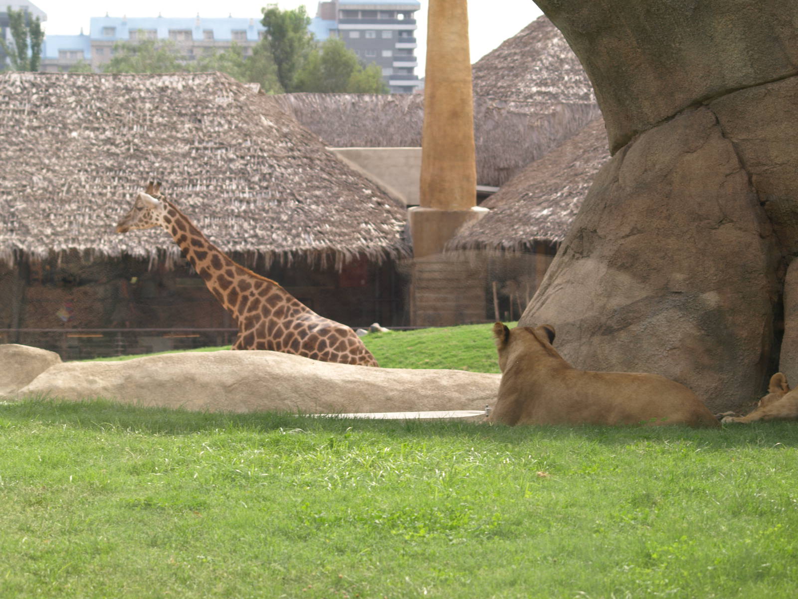 Lioness choosing menu