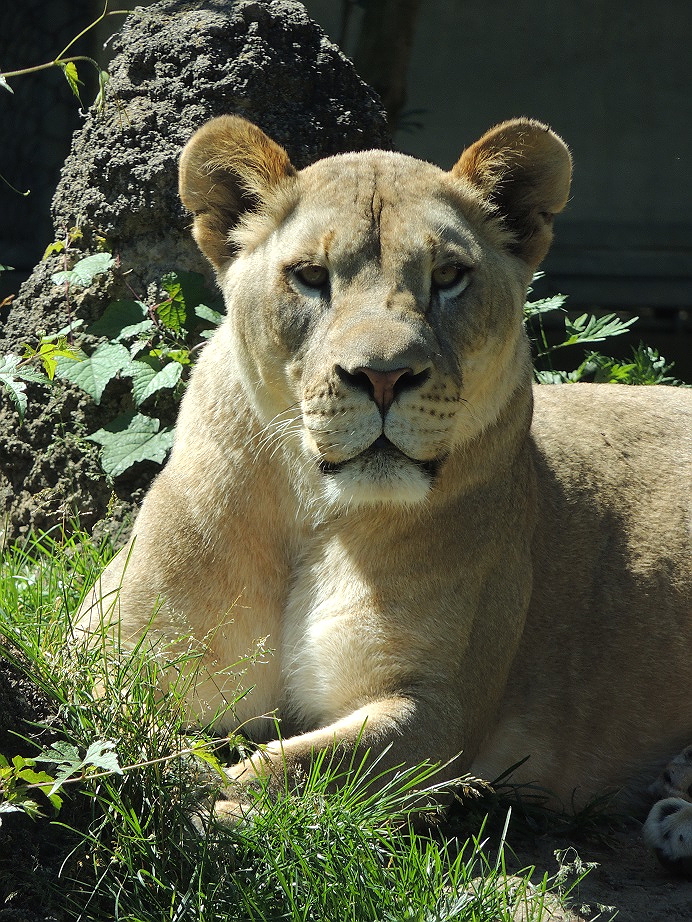 Lioness Close Up Philadelphia Zoo