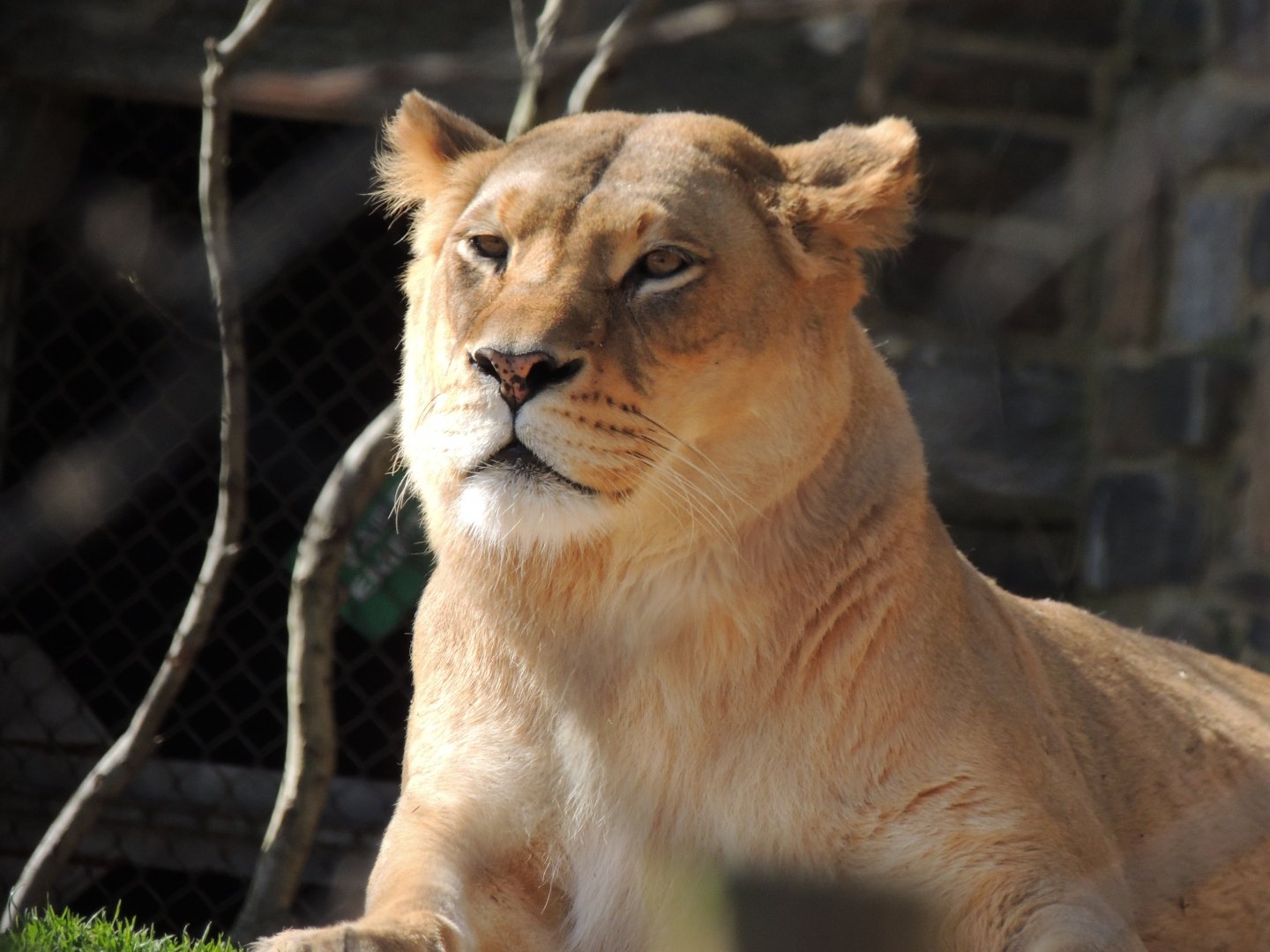 lioness close up