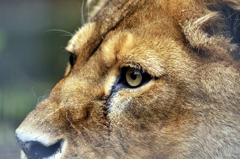 Lioness close up