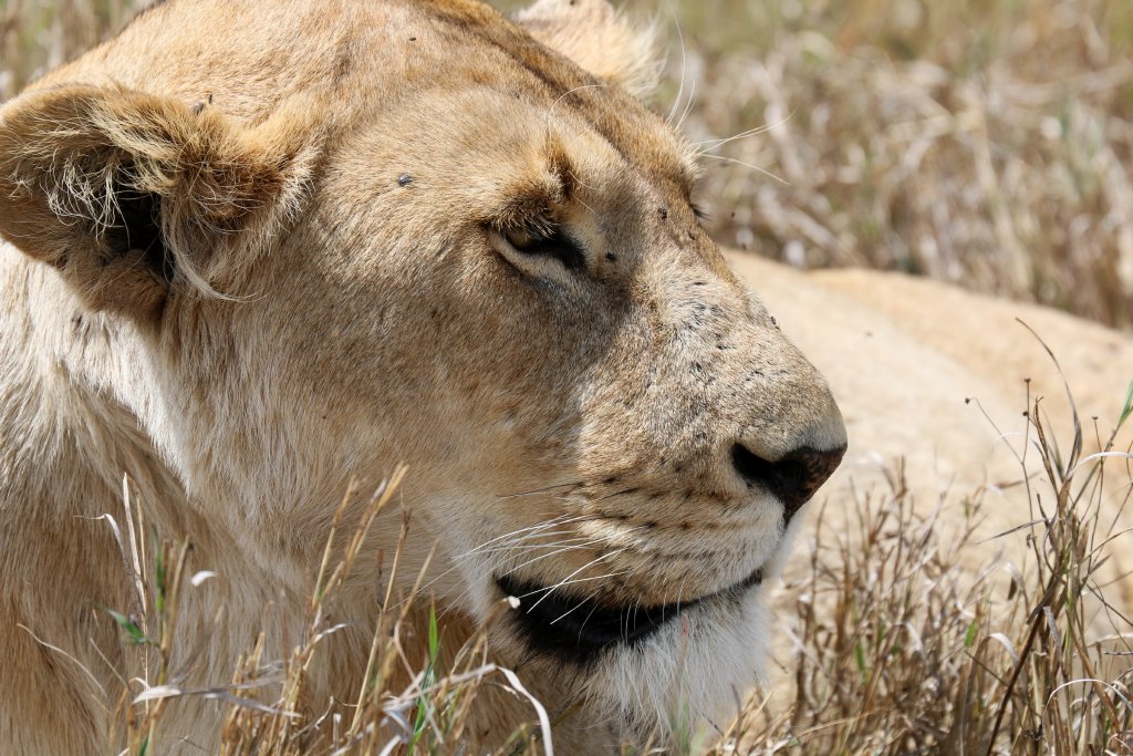 Lioness closeup