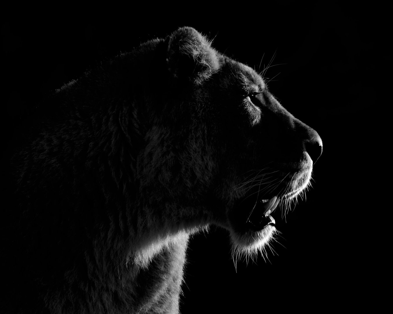 Lioness - Cotswold Wildlife Park 14/12/2018