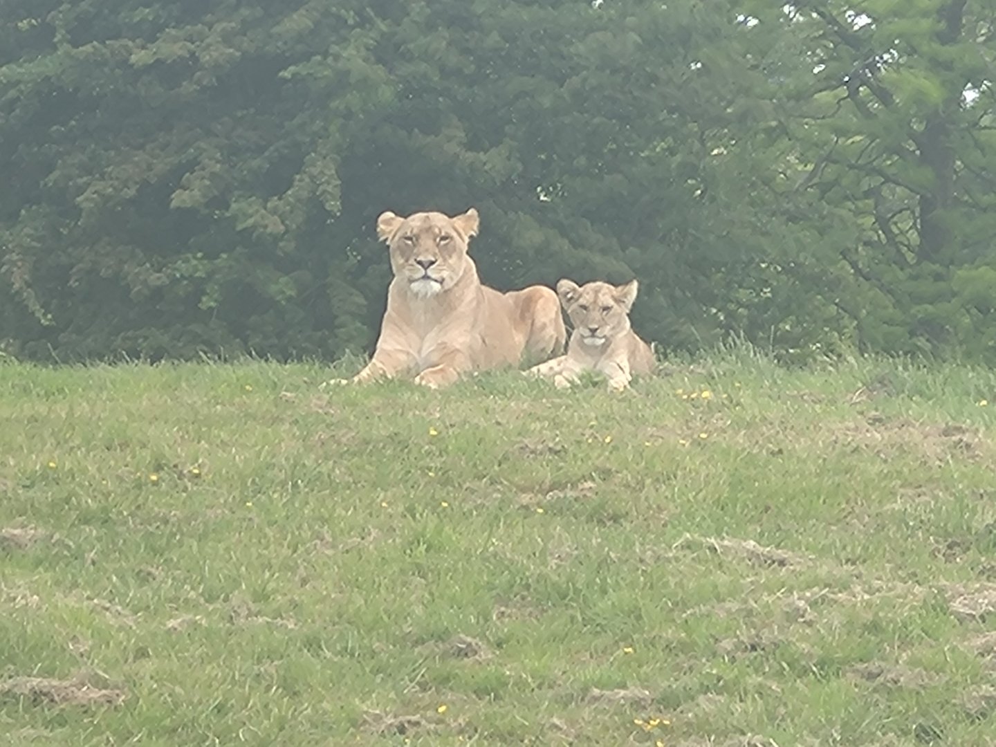Lioness & cub 1/6/25