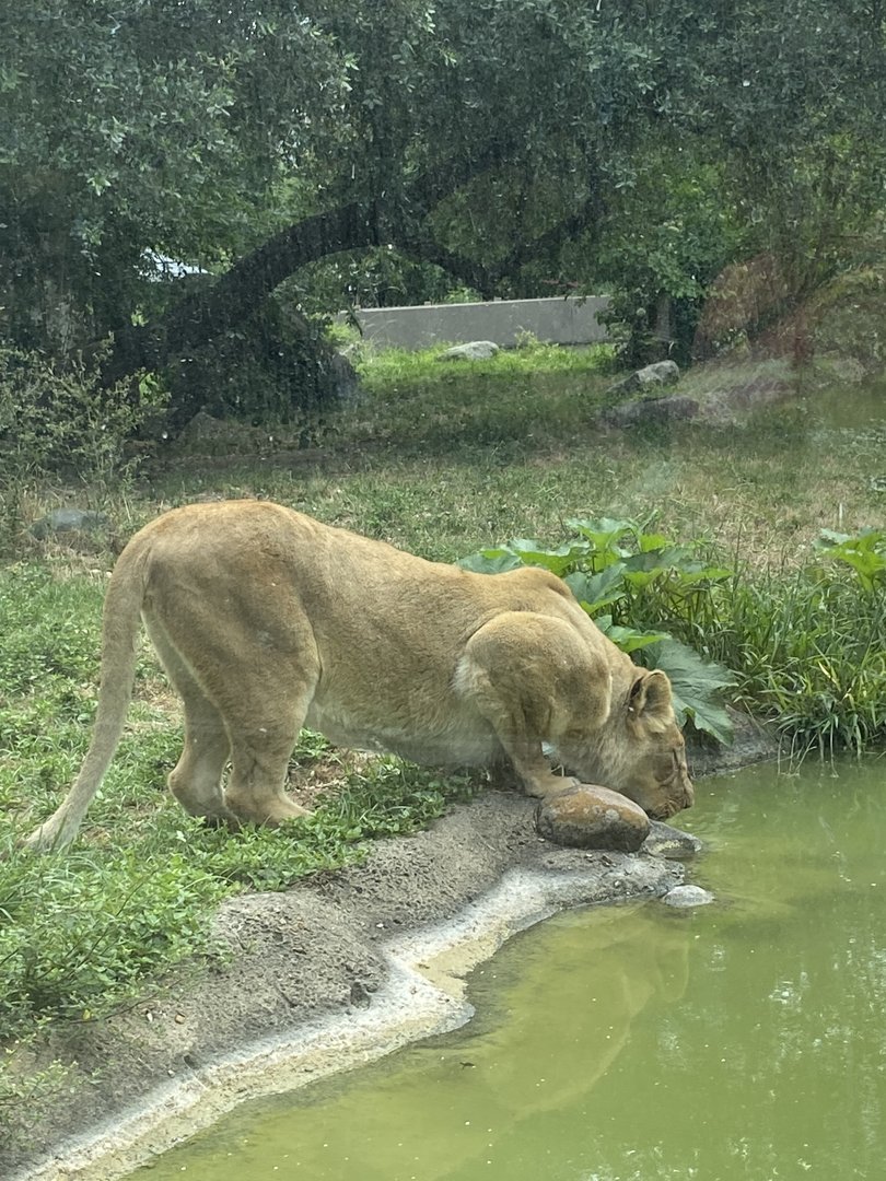 Lioness Drinking