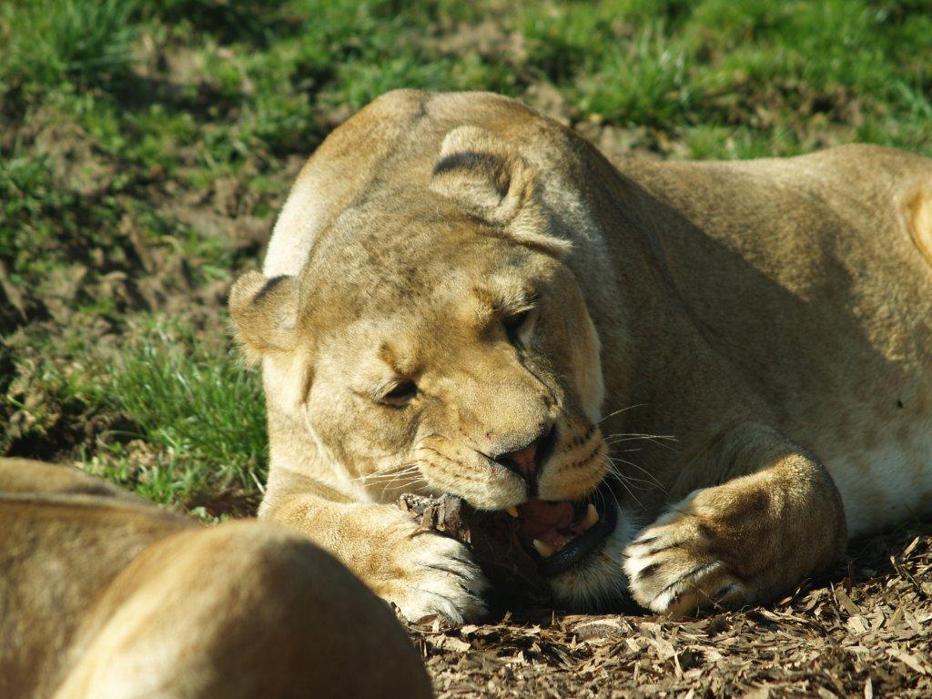 Lioness eating