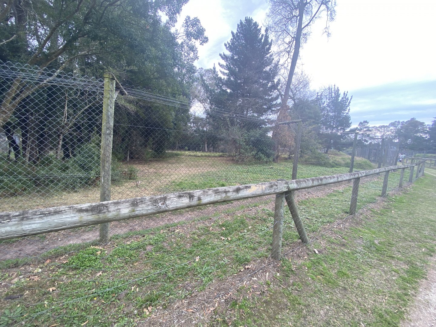 Lioness enclosure
