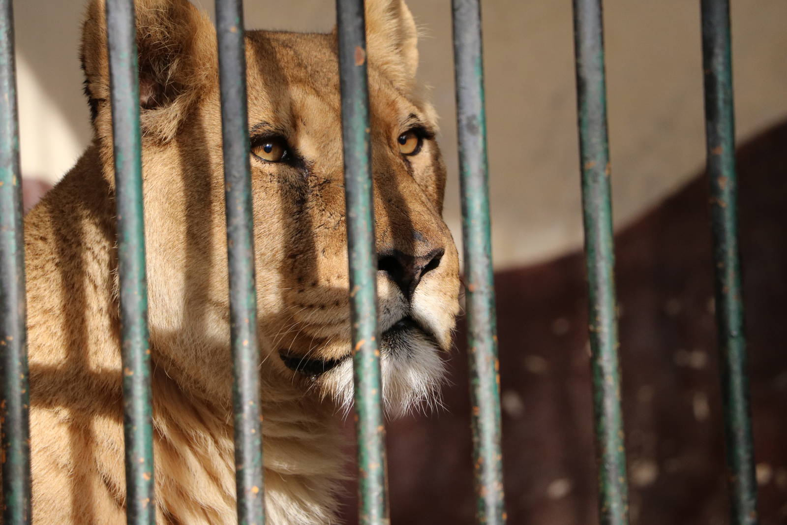 Lioness, February 2016