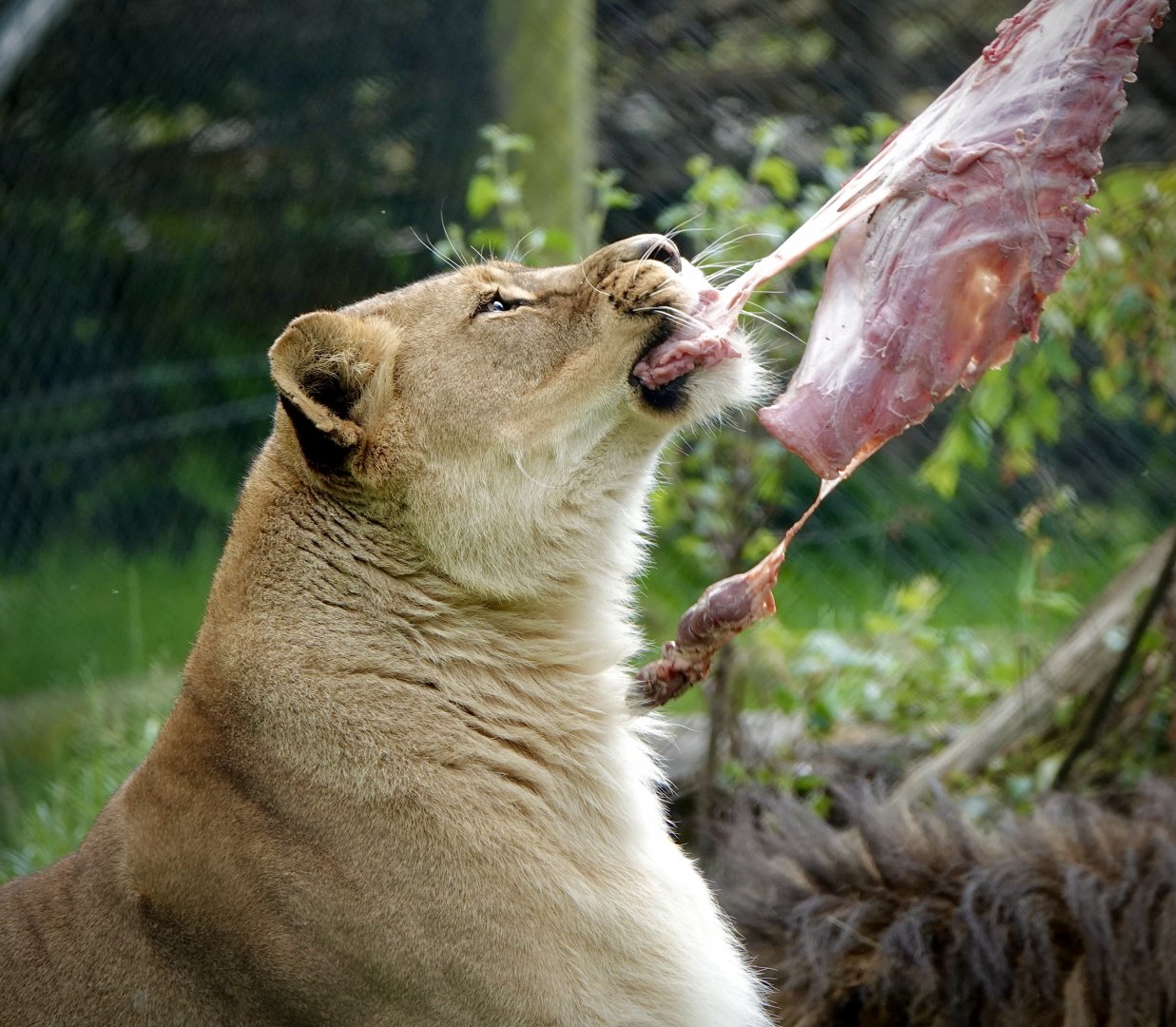 Lioness - Feeding time