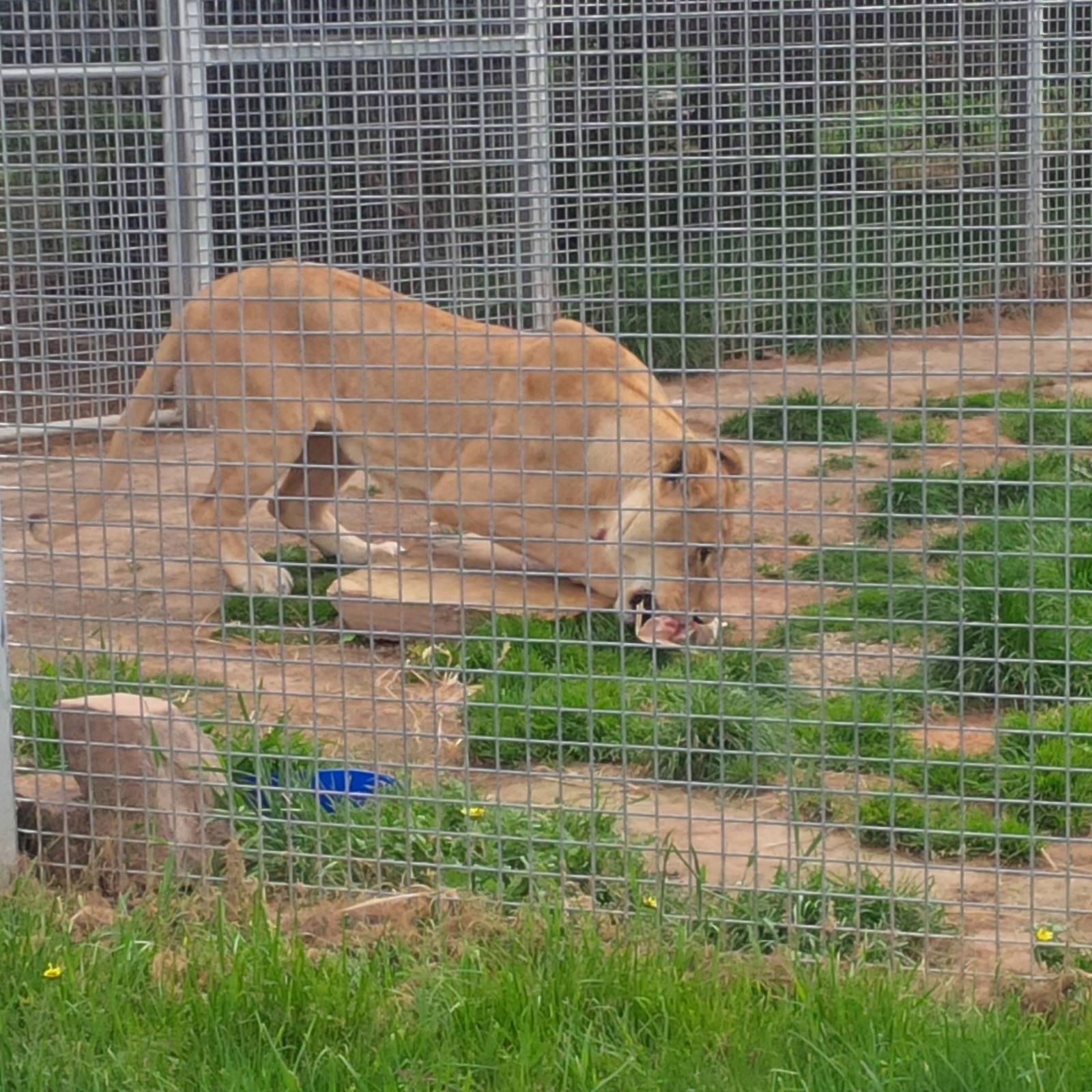 Lioness feeding