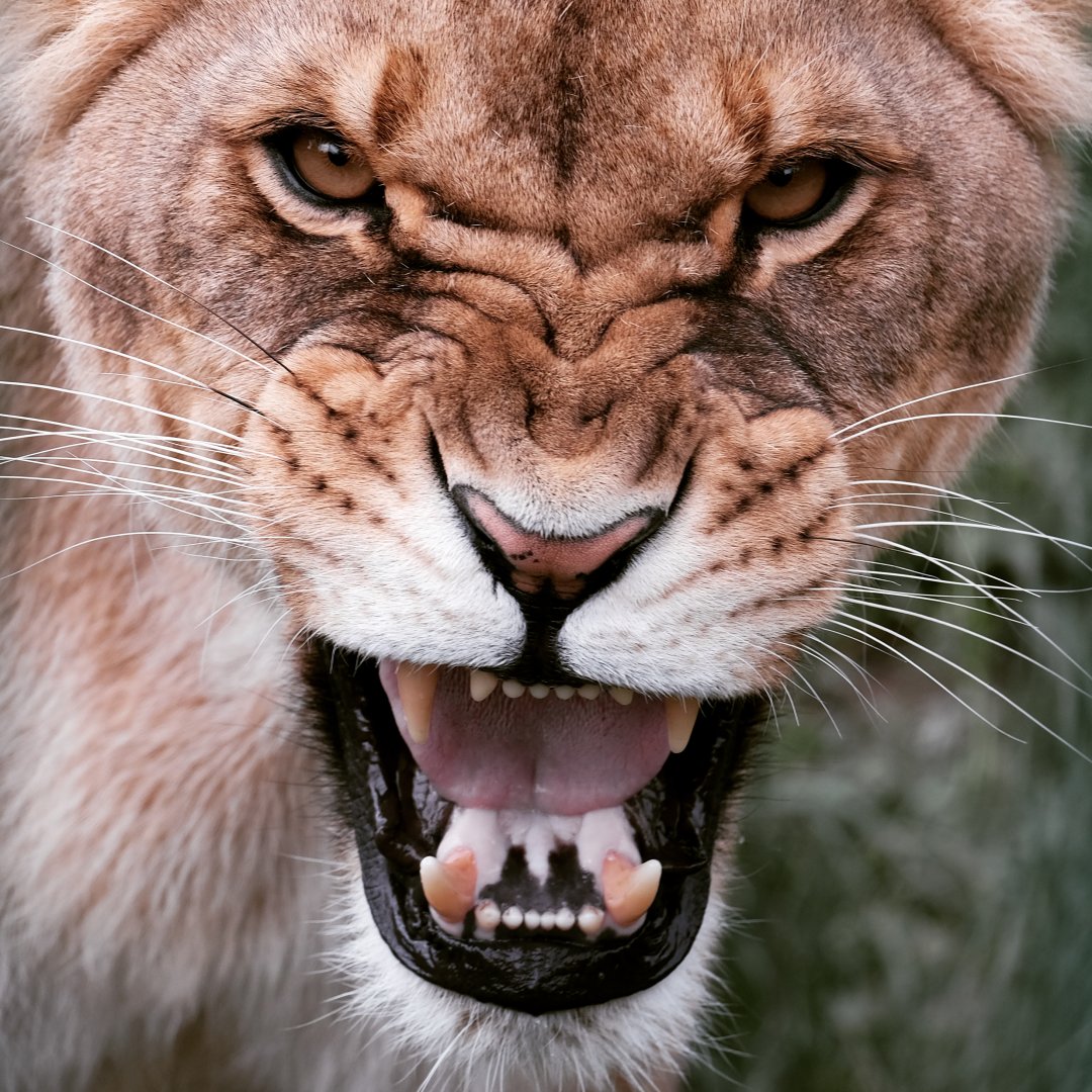 Lioness / Gradina Zoologica Pitești