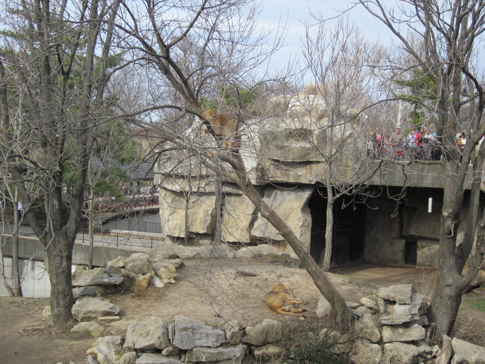 Lioness in a tree with a male lion below.