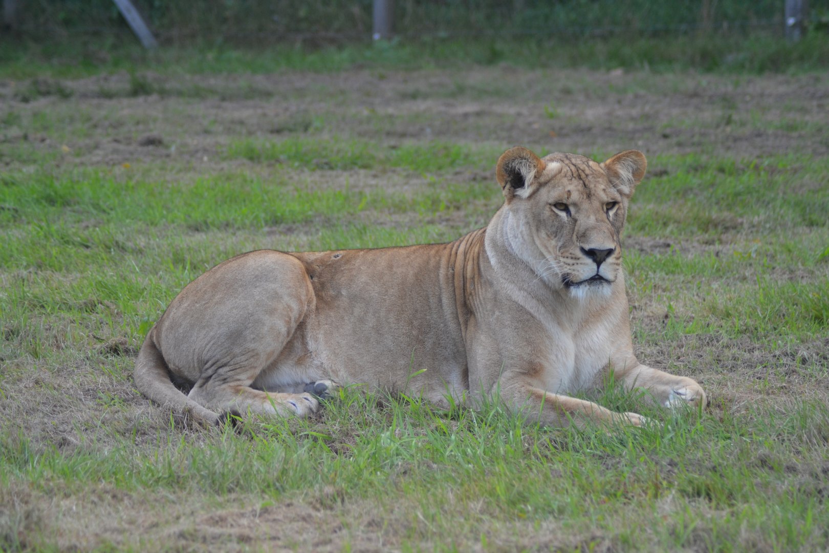 Lioness in Givskud Zoo