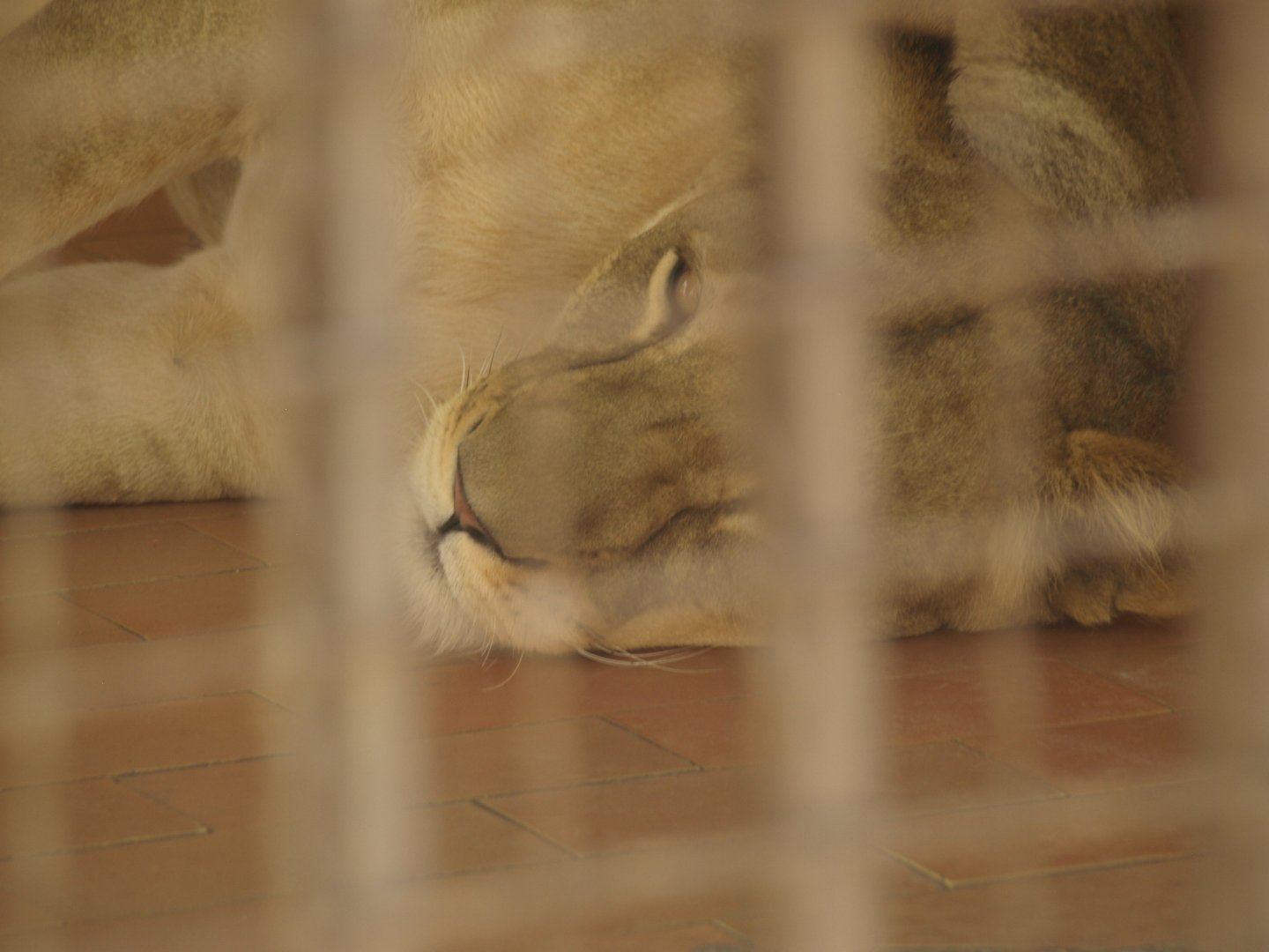 Lioness in indoor exhibit - Lahore zoo 8/4/2017
