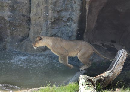 lioness jumping pond
