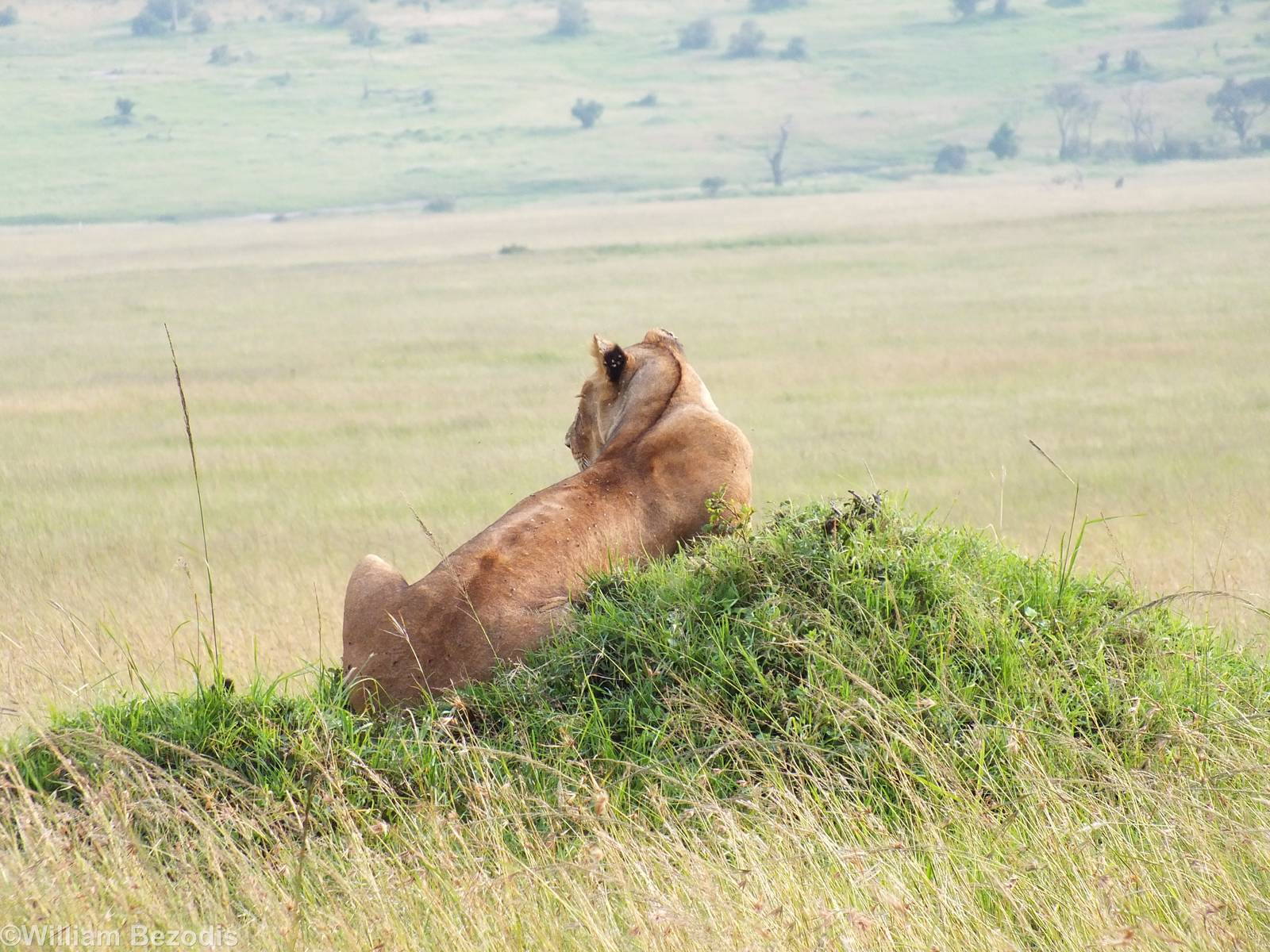 Lioness - Maasai Mara