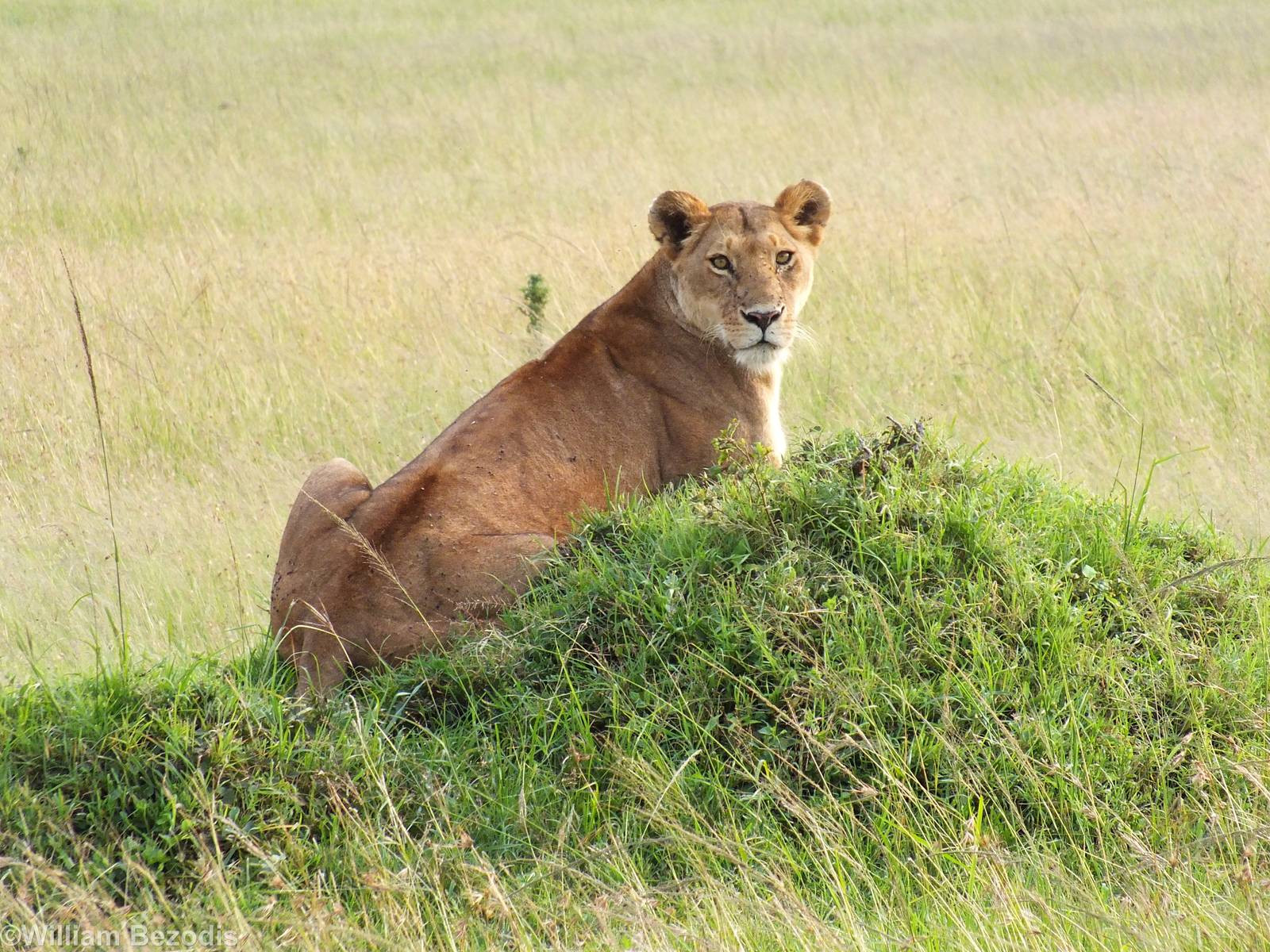 Lioness - Maasai Mara
