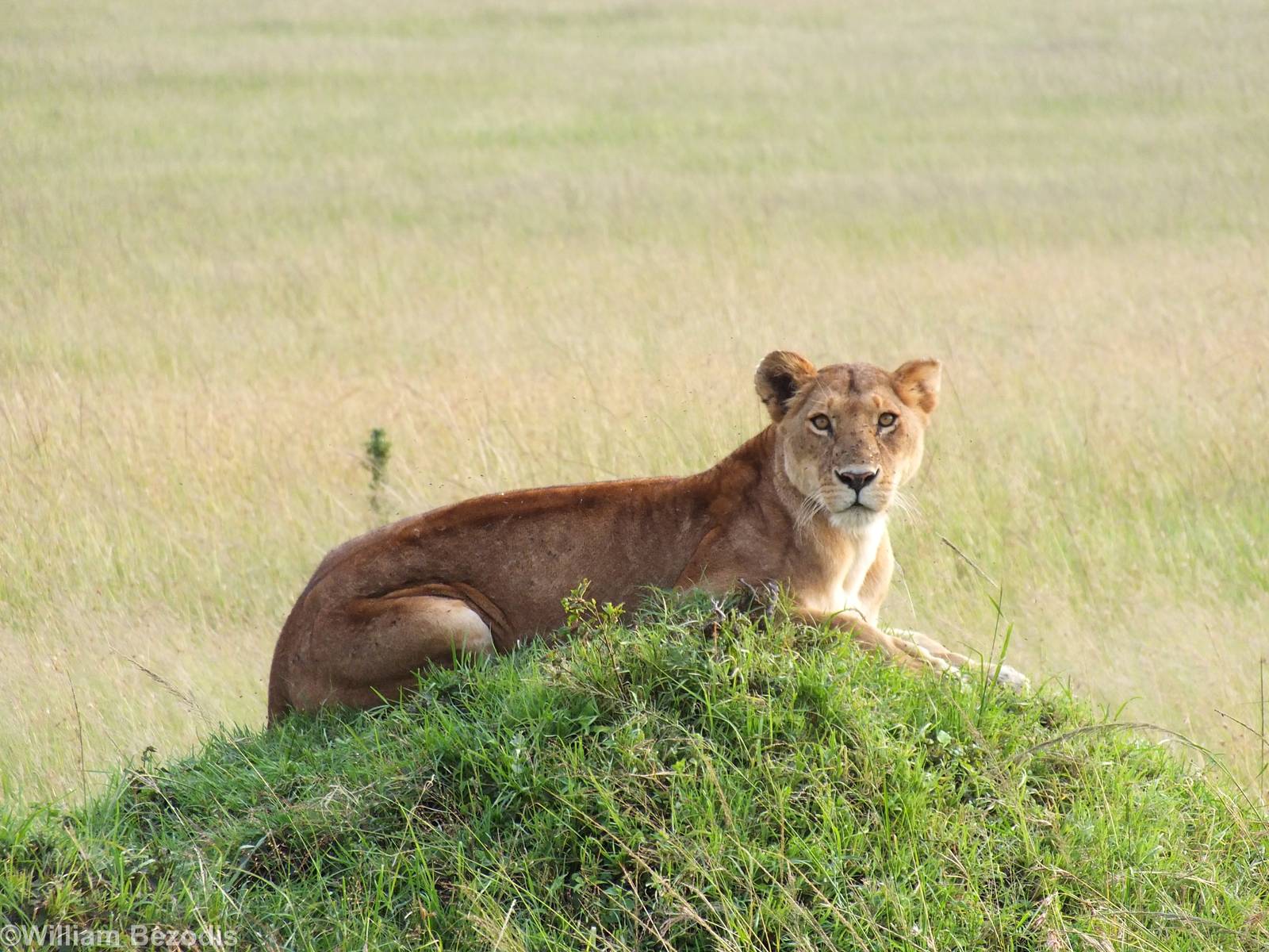 Lioness - Maasai Mara