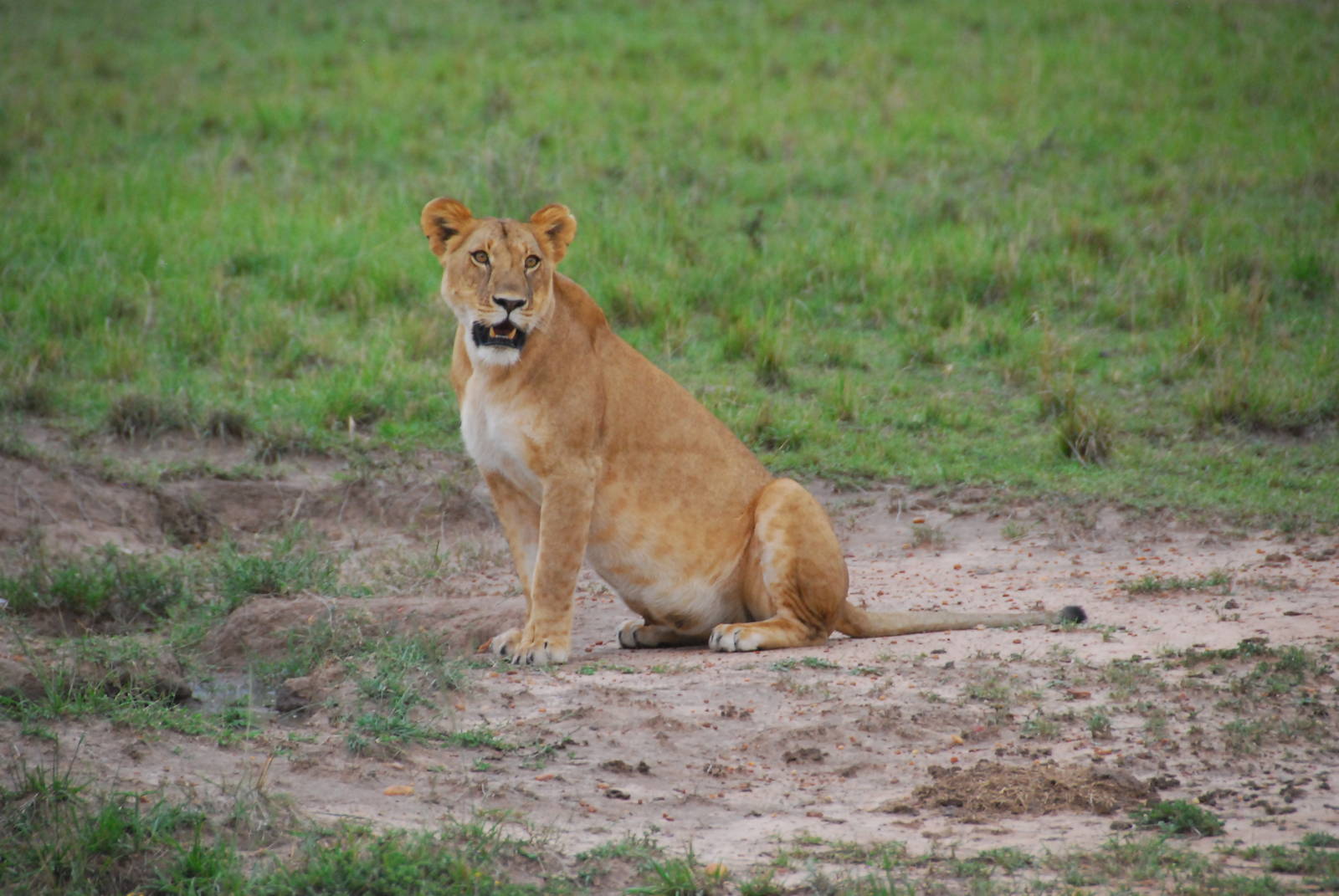 Lioness - Masai Mara NR