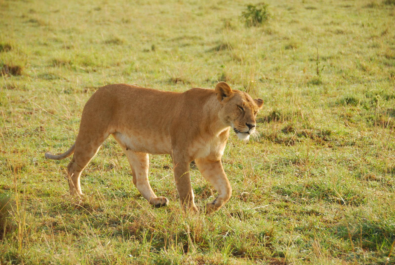 Lioness - Masai Mara NR