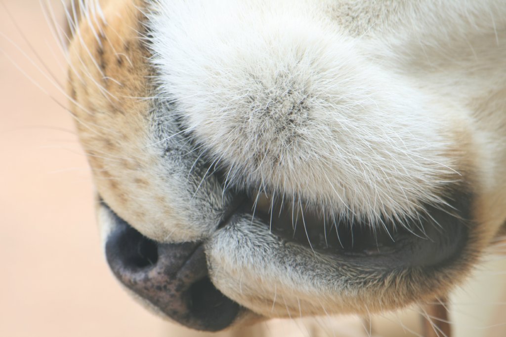 Lioness muzzle