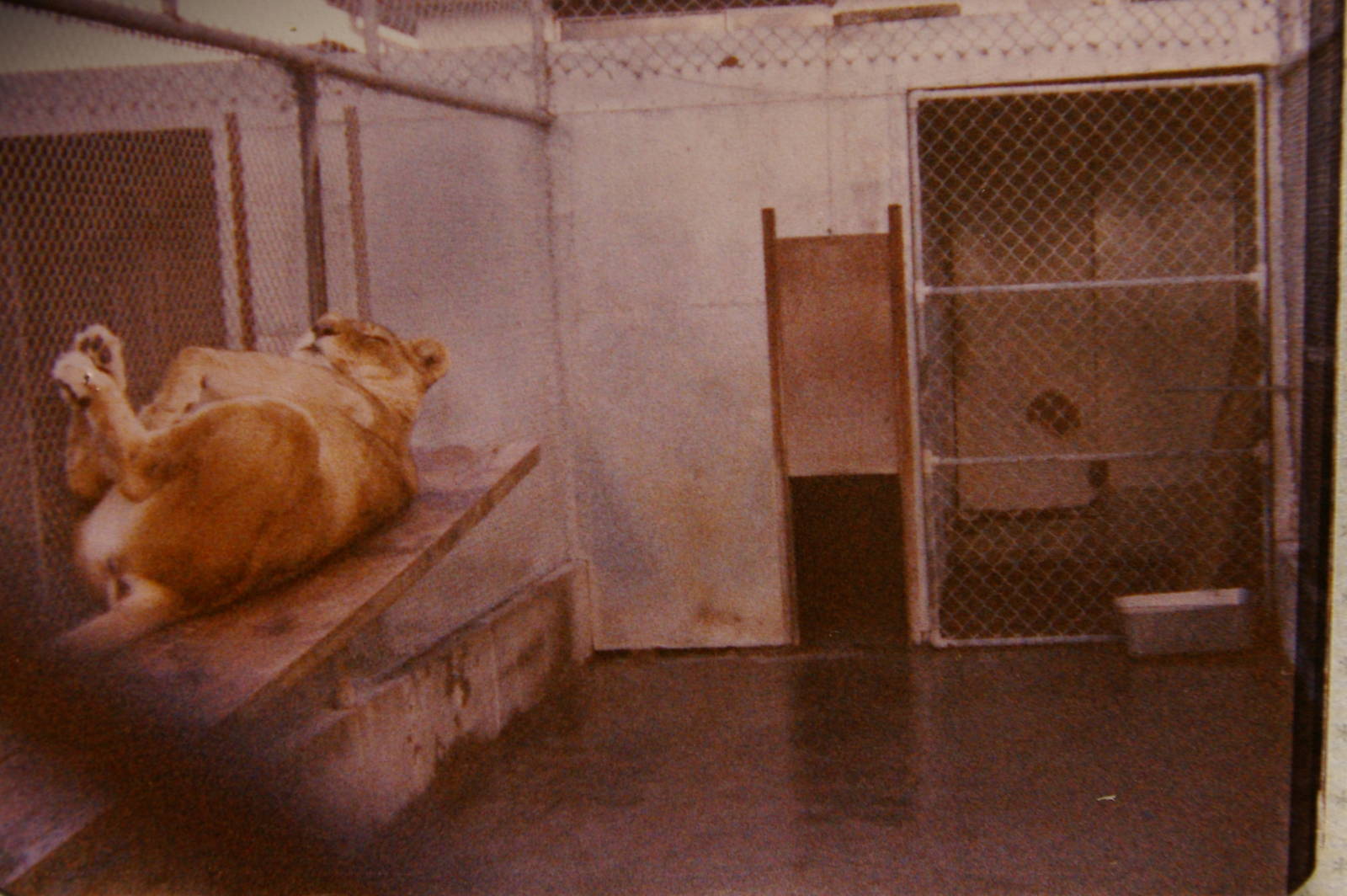 lioness, North Brighton Zoo, Christchurch