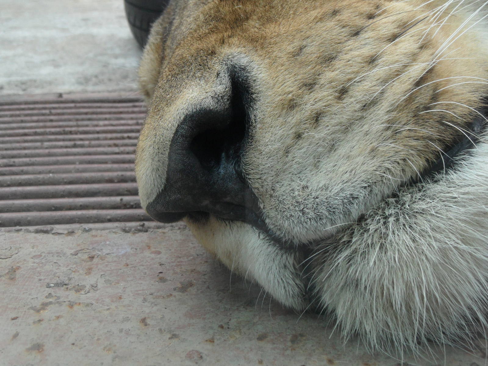 Lioness nose
