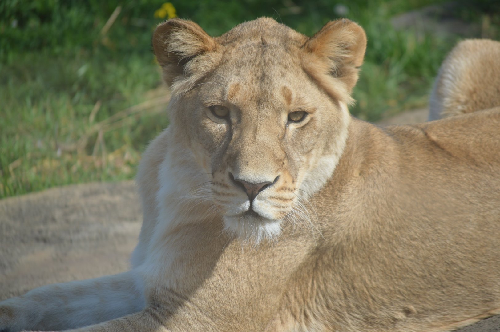 Lioness, October 2024