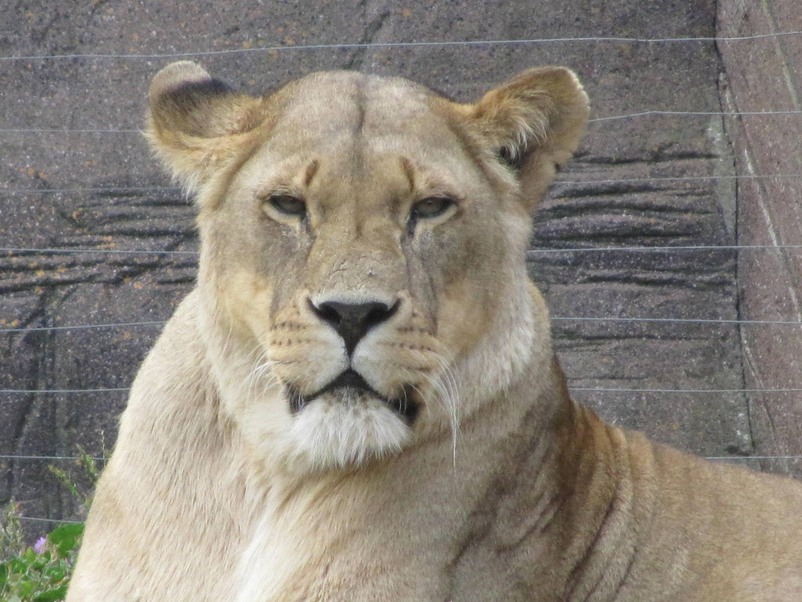 Lioness on 06/08/2016