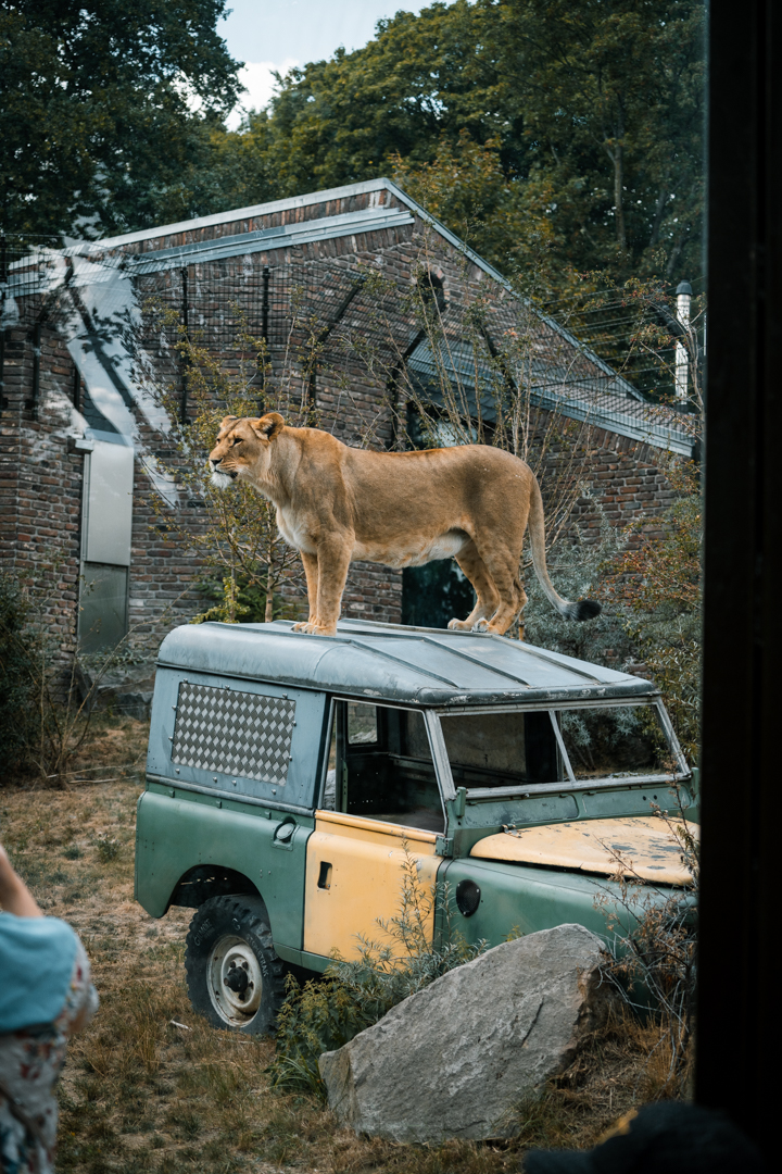 Lioness on Jeep
