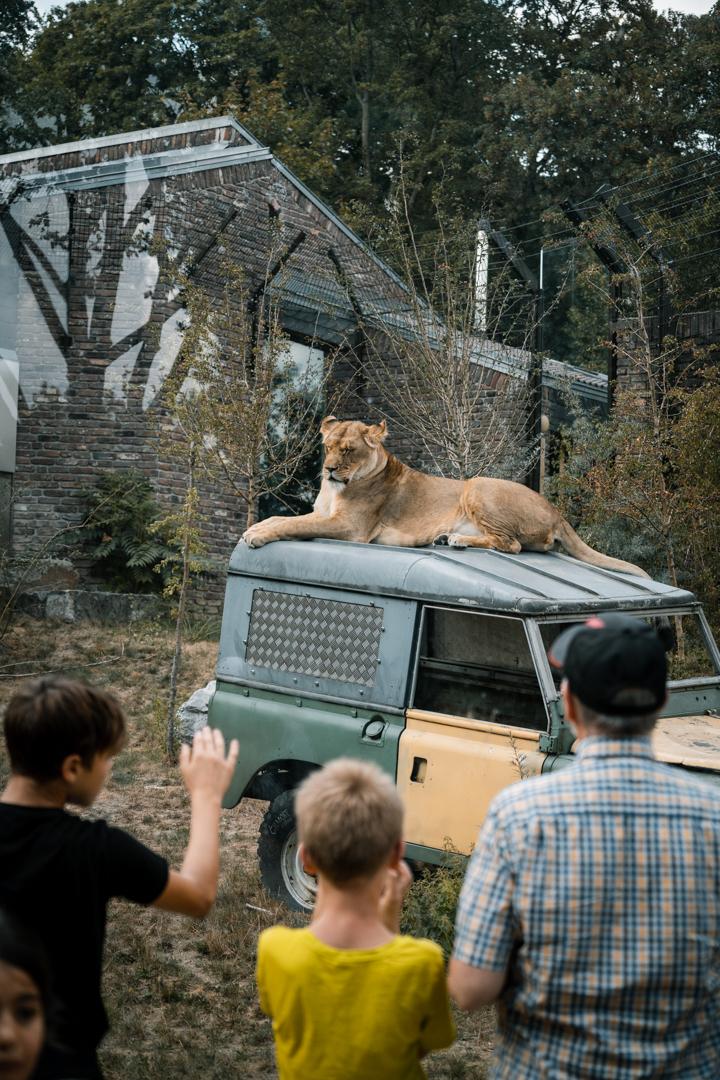 Lioness on Jeep