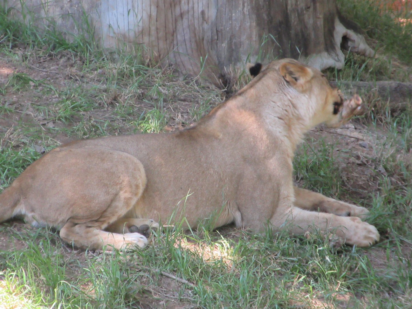 Lioness (Panthera leo)