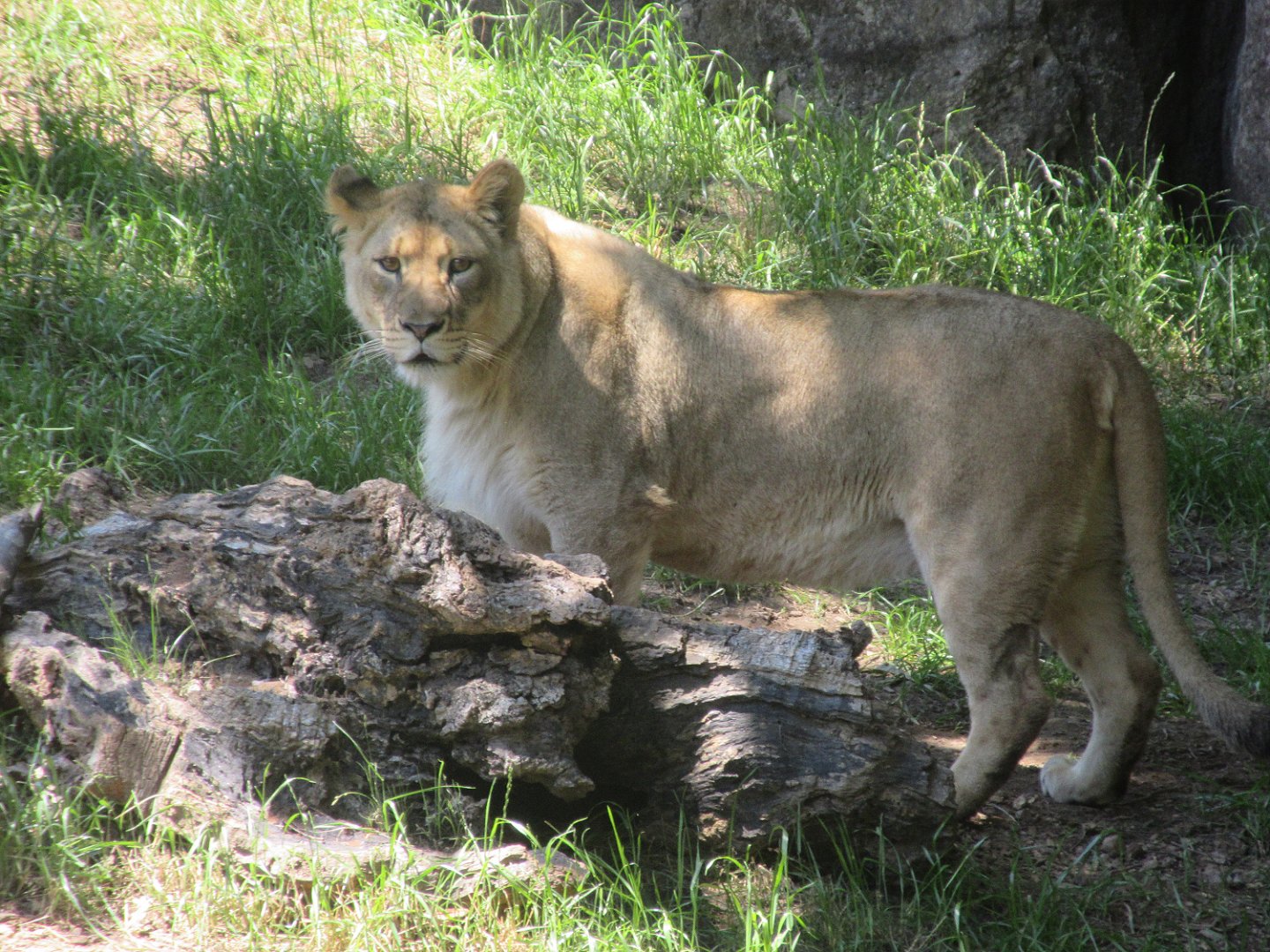 Lioness (Panthera leo)