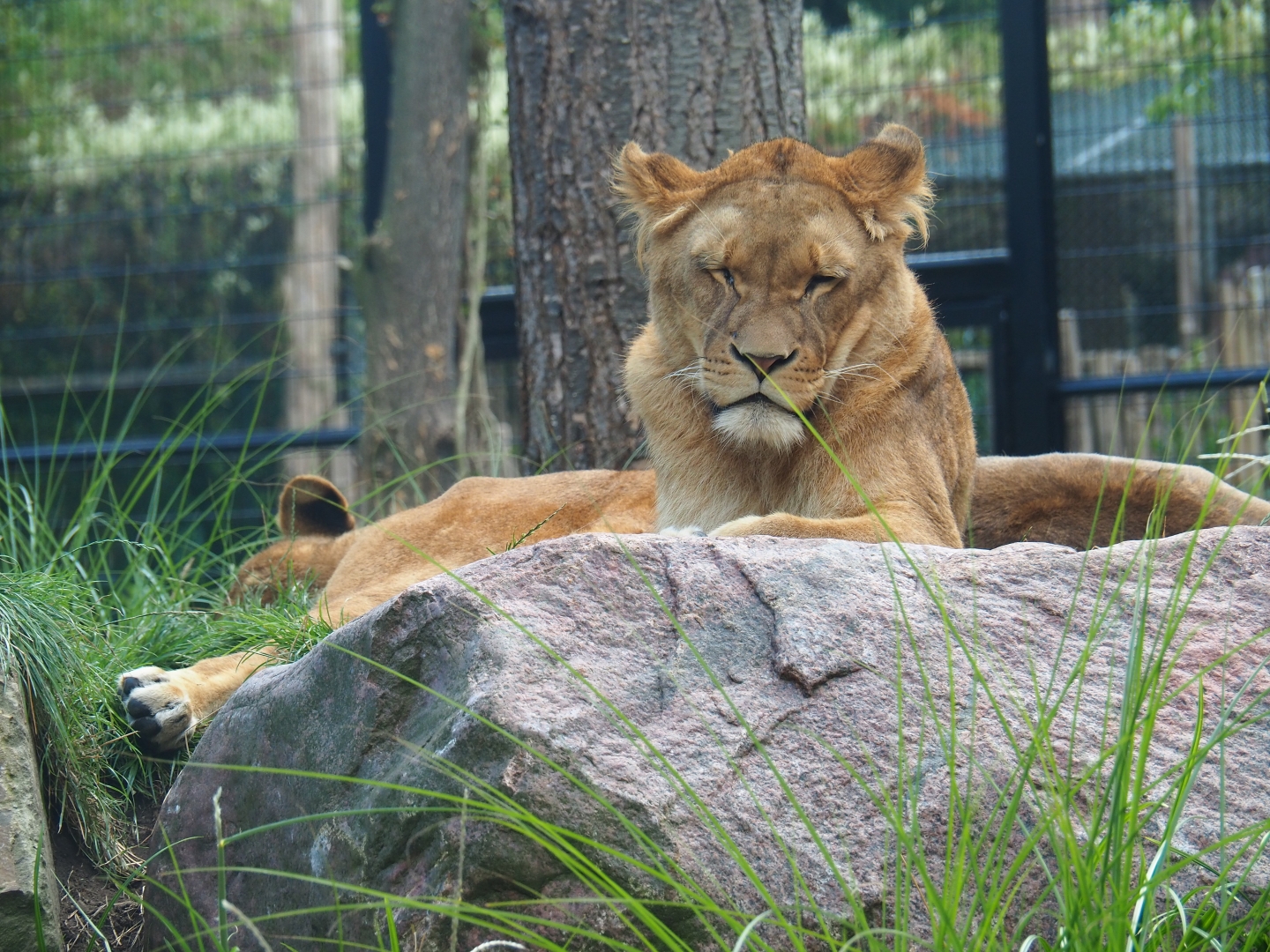 Lioness (Panthera leo)