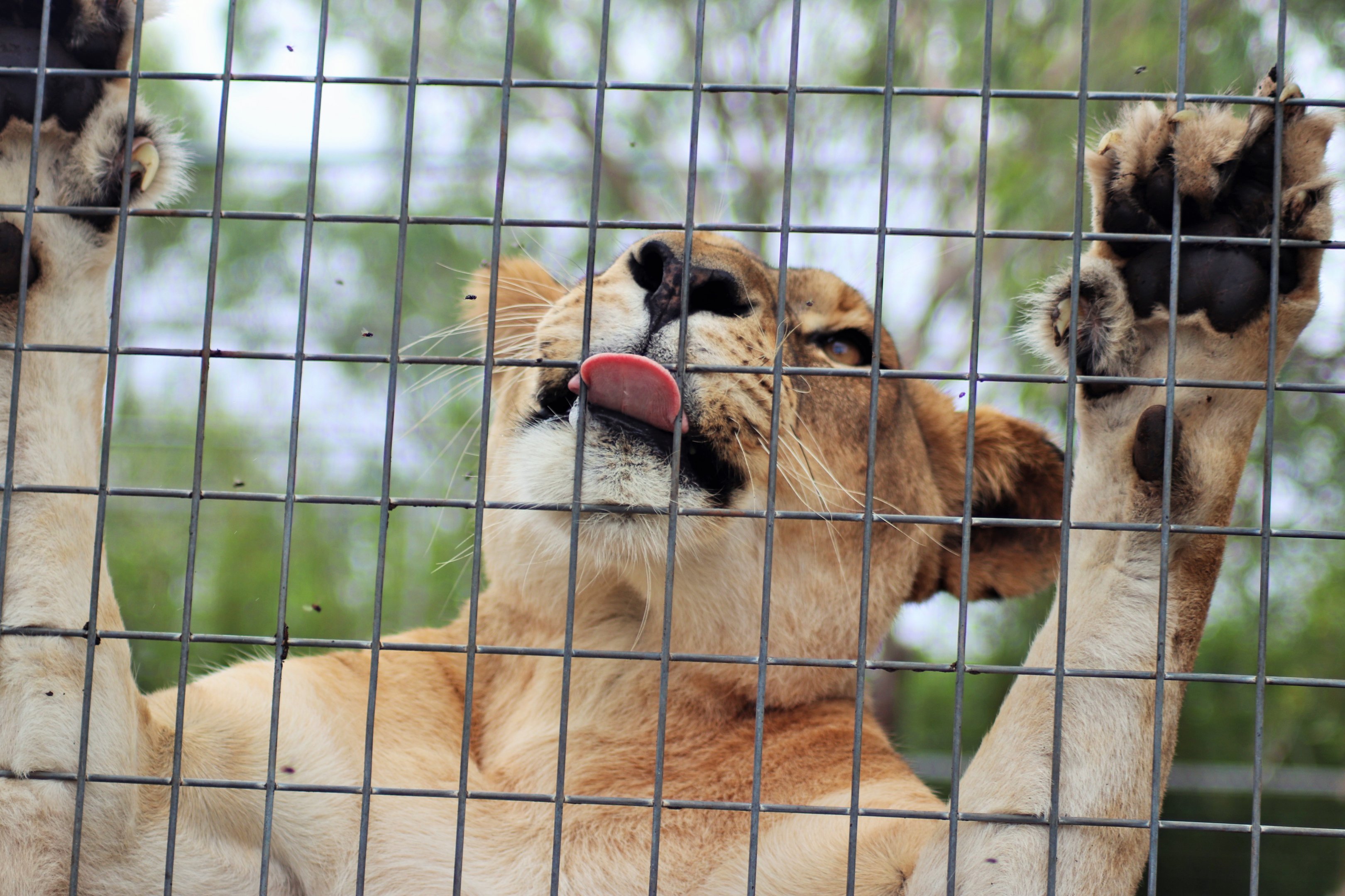 Lioness (Panthera leo)