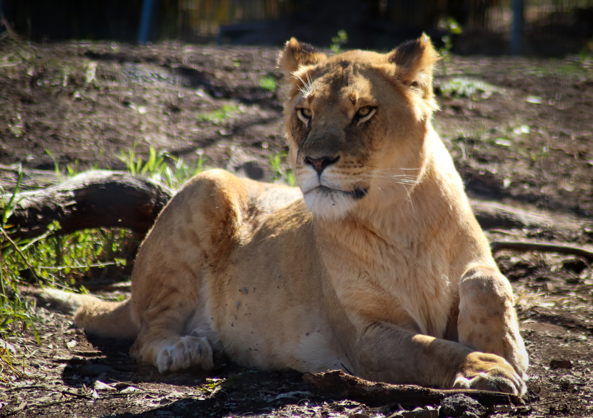 Lioness (Panthera leo)