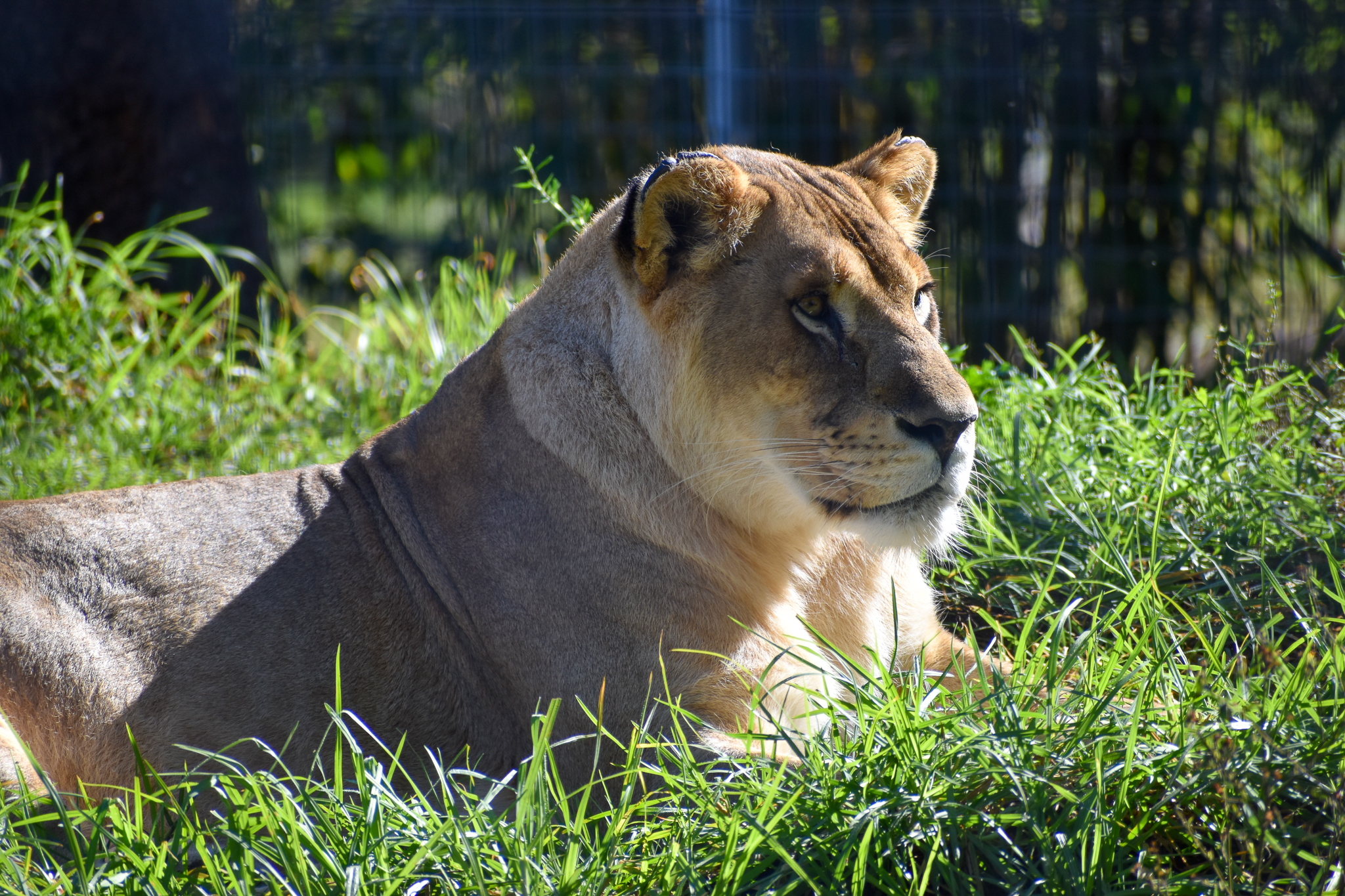 Lioness (Panthera leo)